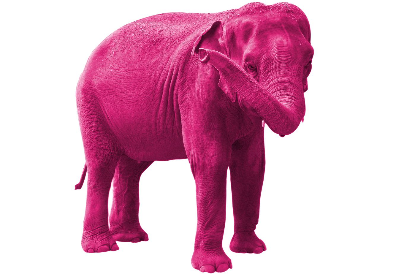 elephant rose, symbole du delirium tremens