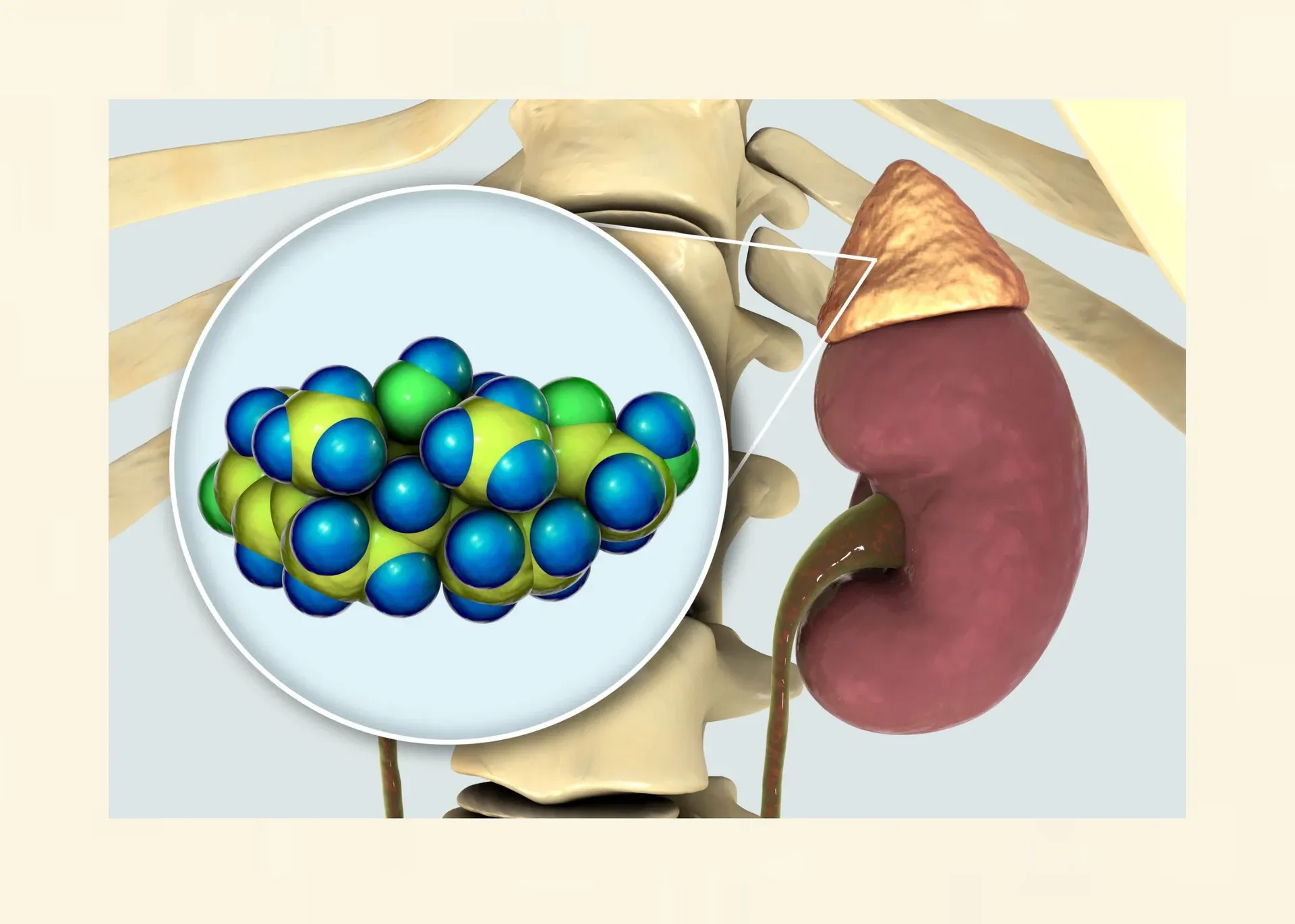 Grafische Darstellung von Cortisol im Körper und dessen Einfluss auf Stressreaktion und Gewichtszunahme.