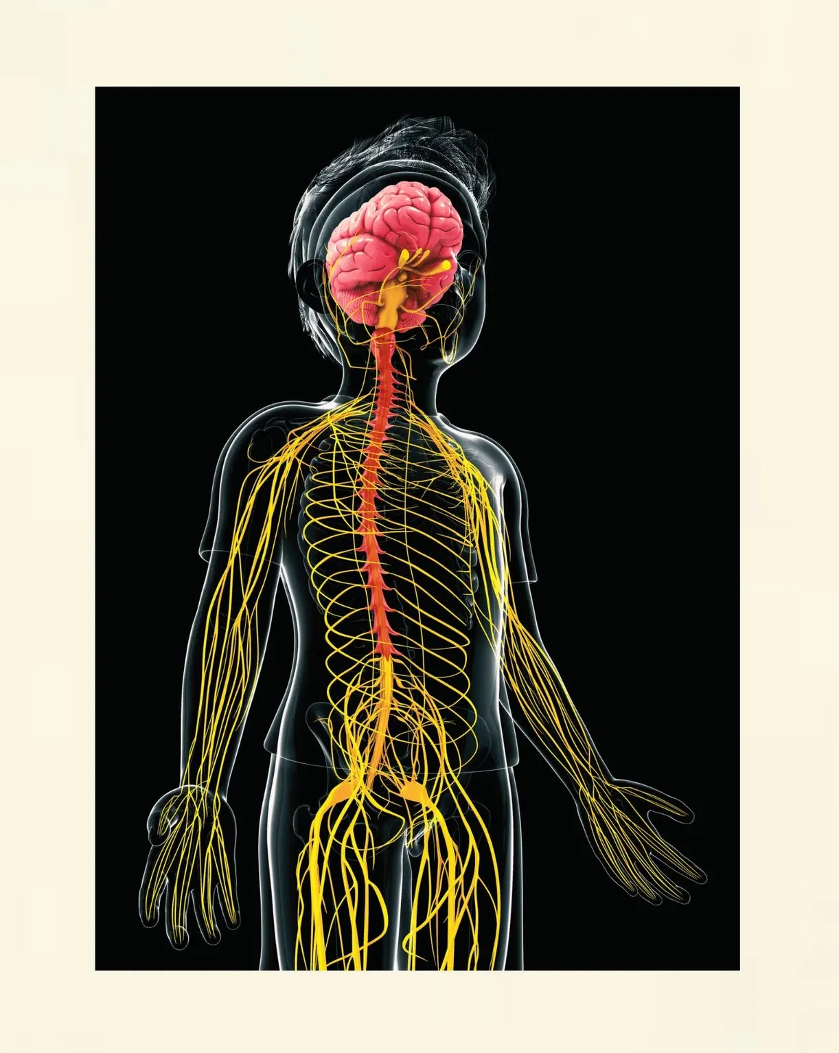 Darstellung des autonomen Nervensystems mit Sympathikus, Parasympathikus und Vagusnerv bei Trauma