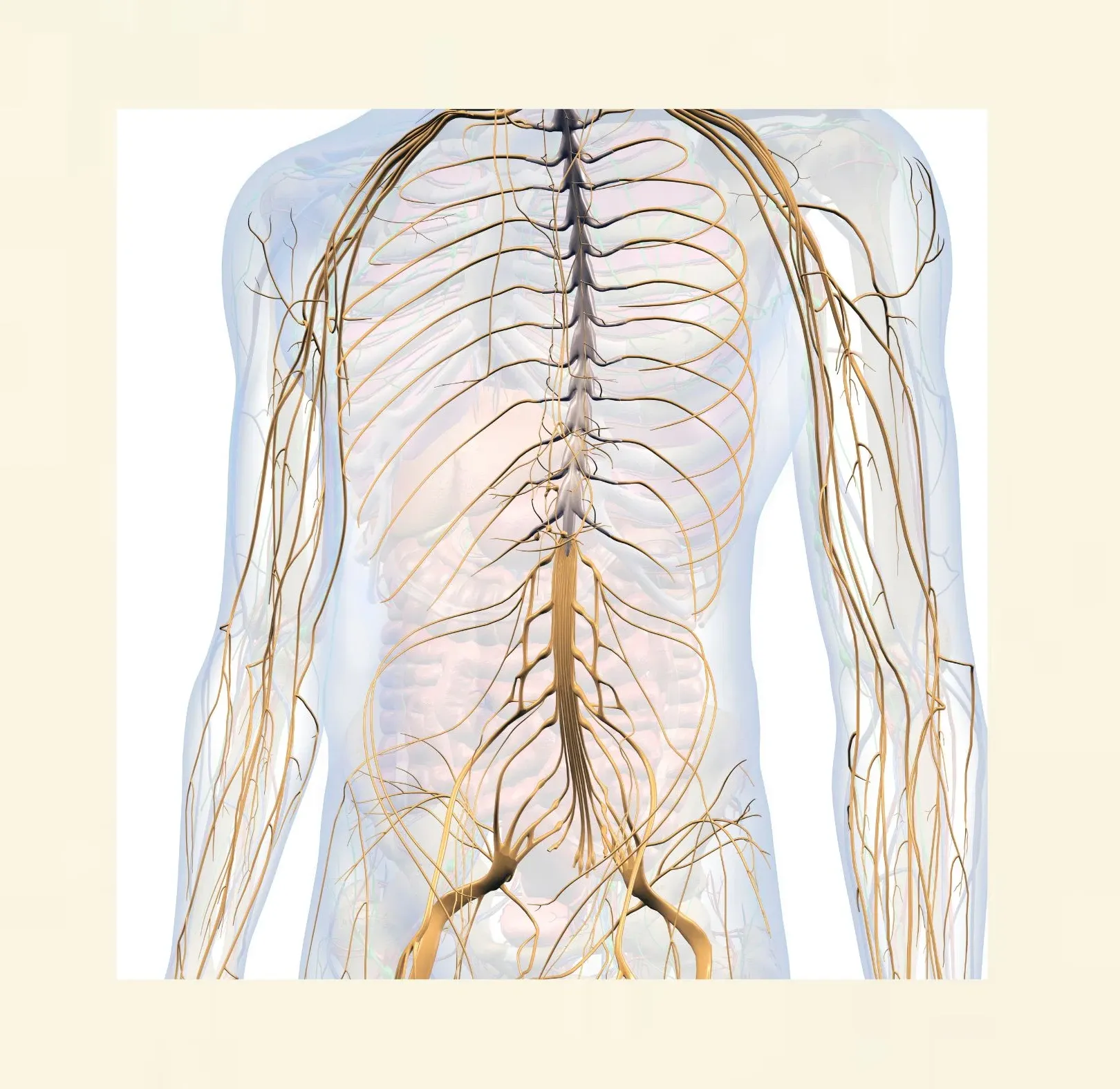 Grafik des Nervensystems zur Erklärung, warum Trauma starke Reaktionen auslösen kann